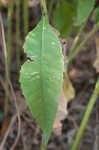 Sticky rosinweed